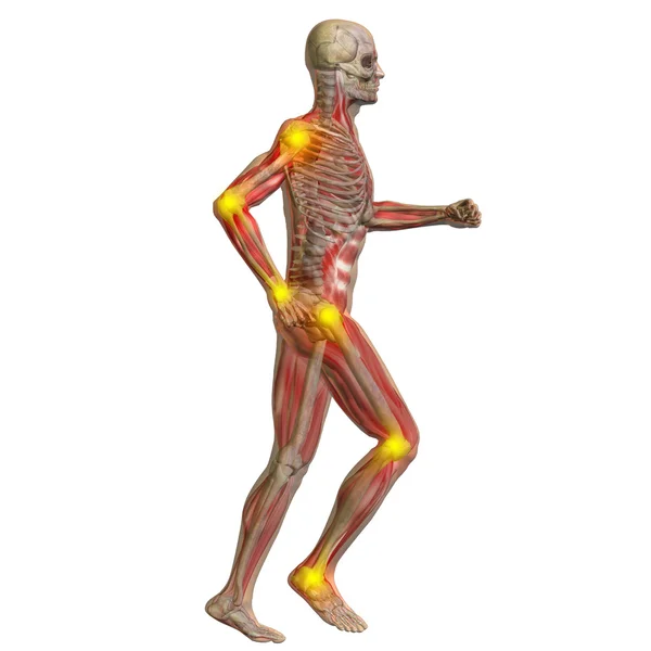 Menselijke man anatomie — Stockfoto