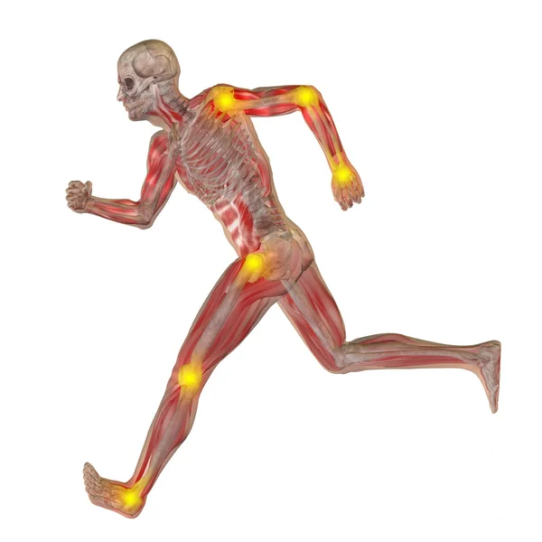 Menselijke man anatomie — Stockfoto