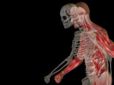 Kemikleri insan anatomisi