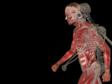 Kemikleri insan anatomisi