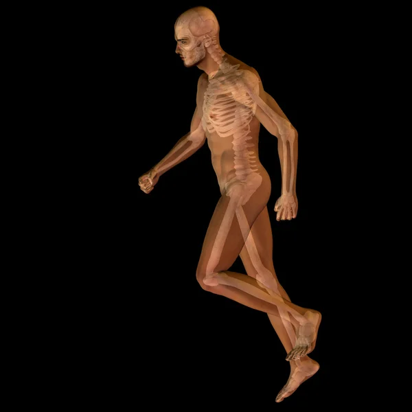 Anatomia humana conceptual — Fotografia de Stock