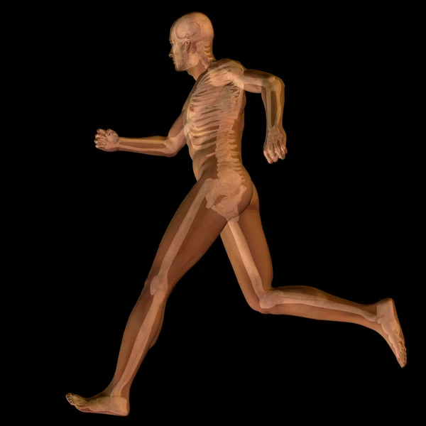 Anatomía humana conceptual — Foto de Stock