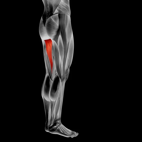 Üst bacaklar anatomisi — Stok fotoğraf
