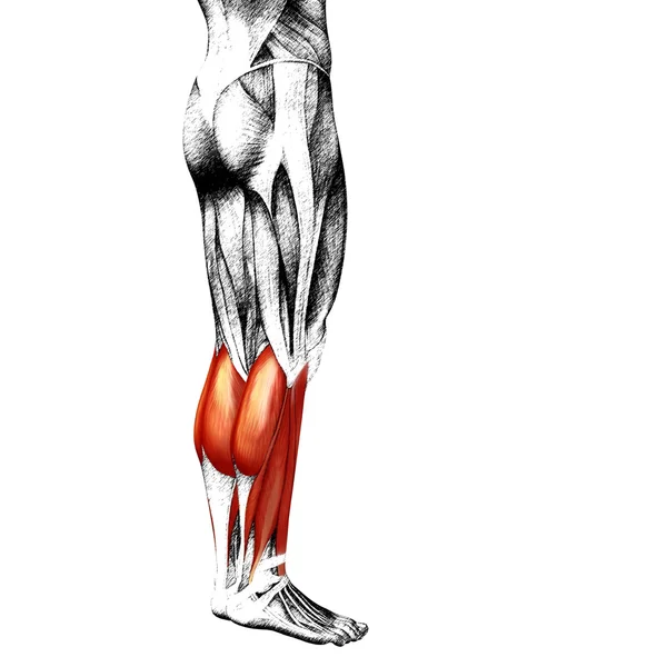 Gastrocnemius нижние ноги человека — стоковое фото