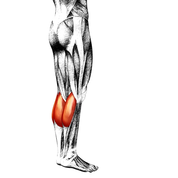 腓肠肌人类小腿 — 图库照片
