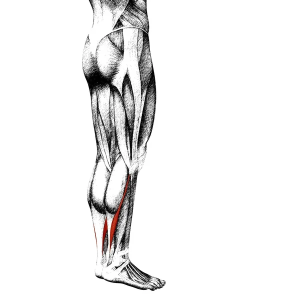 Gastrocnemius 인간의 더 낮은 다리 — 스톡 사진