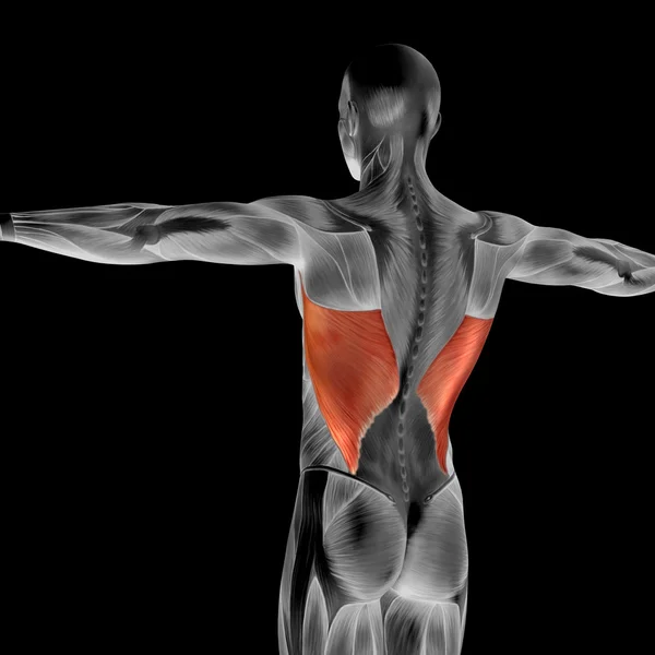 Anatomia humana nas costas — Fotografia de Stock