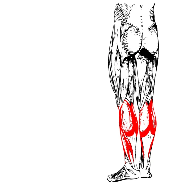 Anatomia człowieka dolnej nogi — Zdjęcie stockowe