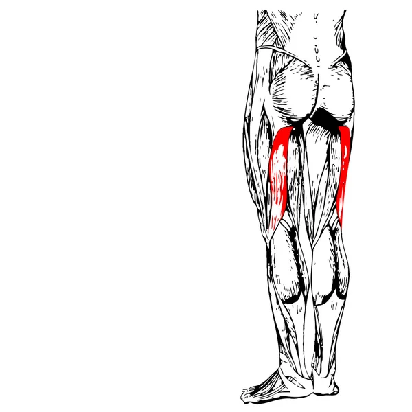 Insan üst bacaklar anatomisi — Stok fotoğraf