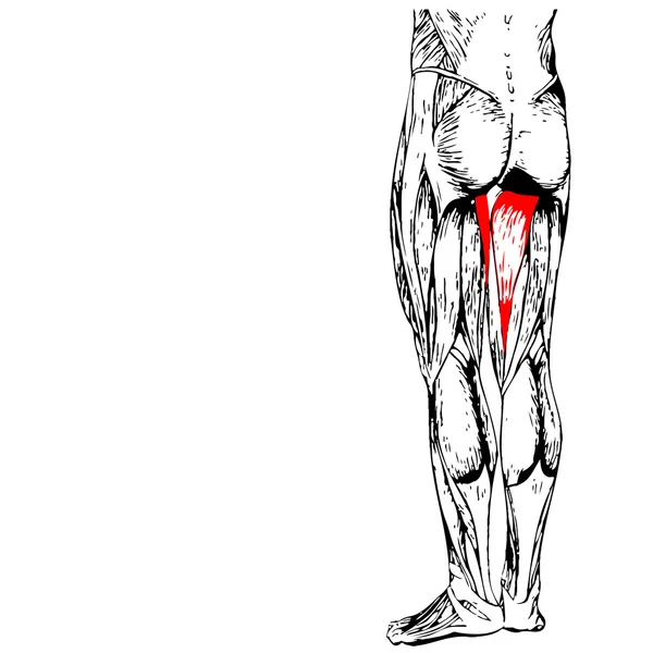 Anatomía de las piernas superiores humanas —  Fotos de Stock