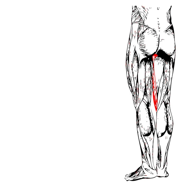 Anatomie der menschlichen Oberbeine — Stockfoto