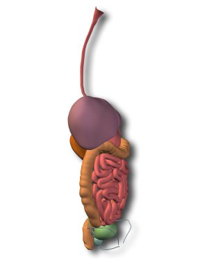 İnsan sindirim sistemi