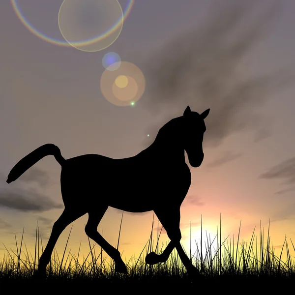 Black horse silhouette in grass o — Stock Photo, Image