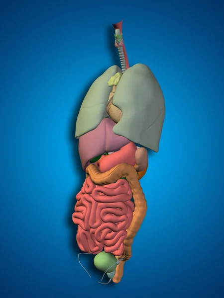 Internal  thorax organs — Stock Photo, Image