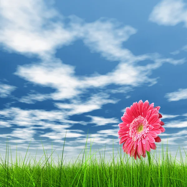 Conceptuel vert frais champ d'herbe d'été ou de printemps et une fleur sur un ciel bleu — Photo