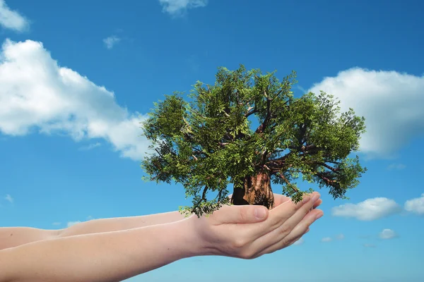 Manos sosteniendo el árbol — Foto de Stock