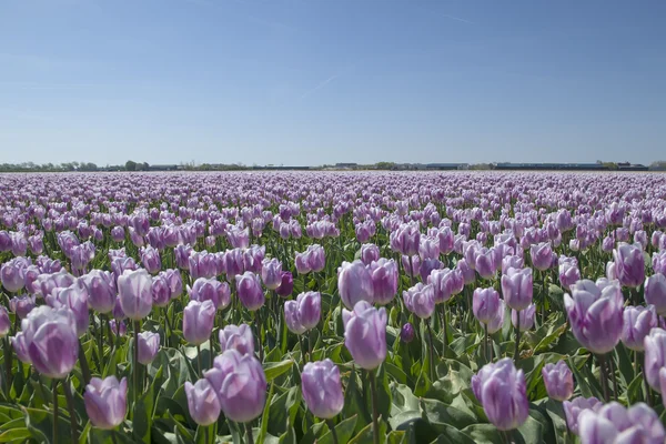 Tulipán Fialový květ pole — Stock fotografie
