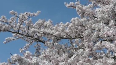 Pembe çiçekler ilkbaharın başlarında birçok arıyı cezbeder.