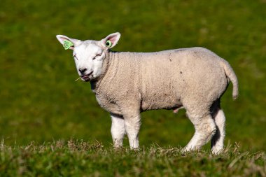 Yeni doğmuş kuzu, baharda güneşin tadını çıkarıyor.