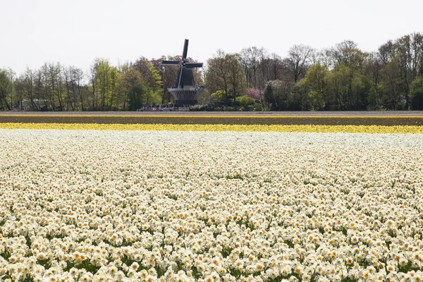 Lâmpada holandesa Flowerfield perto de Keukenhof — Fotografia de Stock