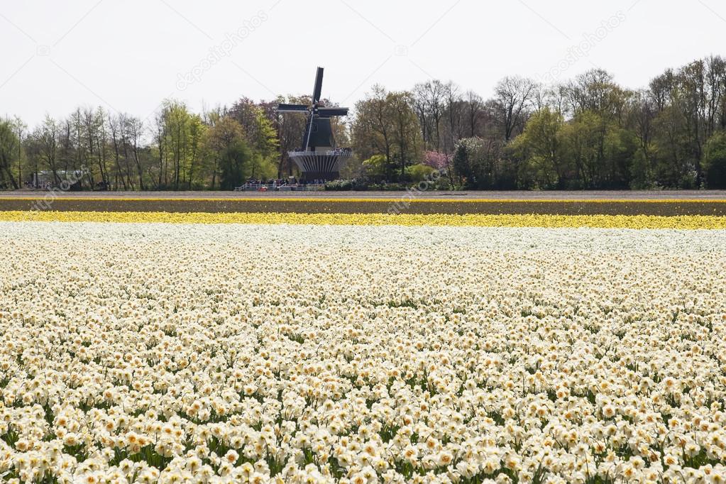 Dutch Bulb Flowerfield near Keukenhof