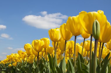 Keukenhof yakınındaki Hollanda ampul Flowerfield. Parlak sarı laleler, mavi gökyüzü arka plan.