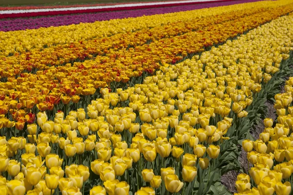 Holländisches Blumenzwiebelfeld beim Keukenhof. leuchtend gelbe Tulpen, blauer Himmel Hintergrund. — Stockfoto