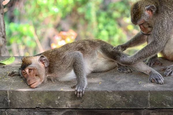 Opice, Bali, Indonésie — Stock fotografie