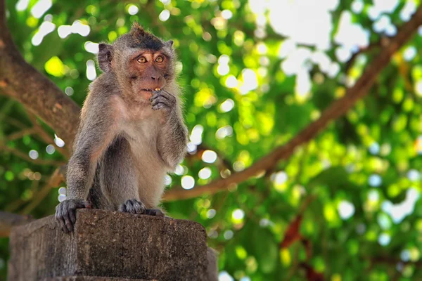 Opice, Bali, Indonésie — Stock fotografie