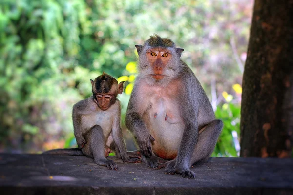 Opice, Bali, Indonésie — Stock fotografie