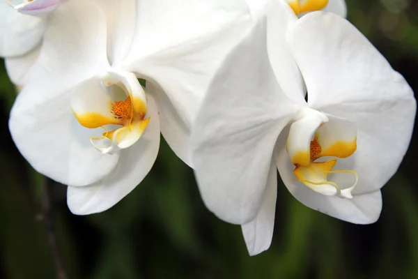 在花园里的兰花。巴厘岛. — 图库照片
