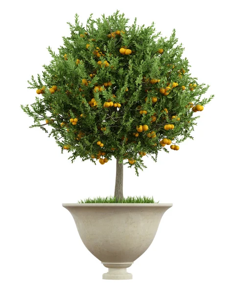 Klassische Vase mit Snall Orangenbaum - 3D-Rendering — Stockfoto