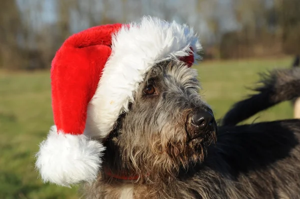 Retrato de cão com chapéu de Santa — Fotografia de Stock