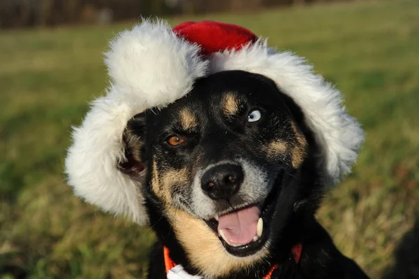 Köpek portre Santa şapka ile
