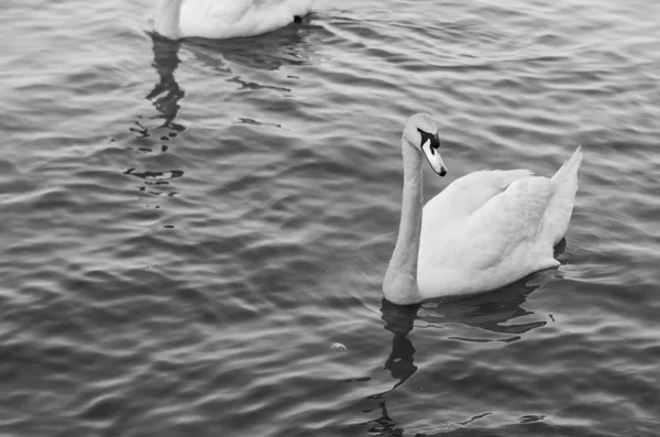 Schwan — Stockfoto