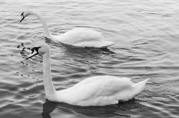 Cisne — Fotografia de Stock