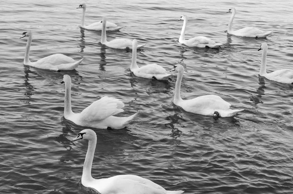 Swan — Stock Photo, Image