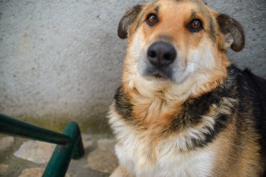 Sarı, beyaz, melez, sokak köpeği portresi. Yakın zamanda evlat edinilmiş. Adı Sarenko. Sırpça 'da renkli köpek demek..