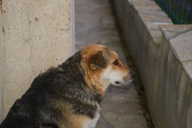 Sarı, beyaz, melez, sokak köpeği portresi. Yakın zamanda evlat edinilmiş. Adı Sarenko. Sırpça 'da renkli köpek demek..