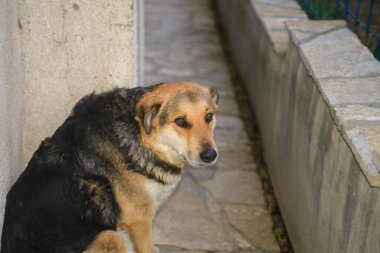Sarı, beyaz, melez, sokak köpeği portresi. Yakın zamanda evlat edinilmiş. Adı Sarenko. Sırpça 'da renkli köpek demek..