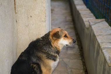 Sarı, beyaz, melez, sokak köpeği portresi. Yakın zamanda evlat edinilmiş. Adı Sarenko. Sırpça 'da renkli köpek demek..