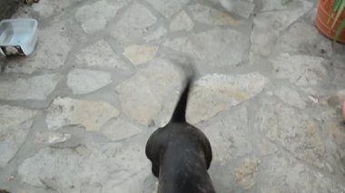 Küçük, siyah, melez bir köpek, büyük, sarı, siyah ve beyaz bir köpeği çağırır..
