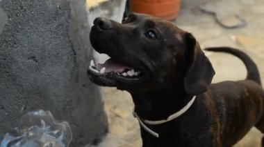 Arka bahçesinde dachshund-French bulldog karışımı bir köpek.