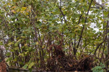 Renk değiştirip ölen yapraklar doğanın kışa hazırlandığının işaretidir.