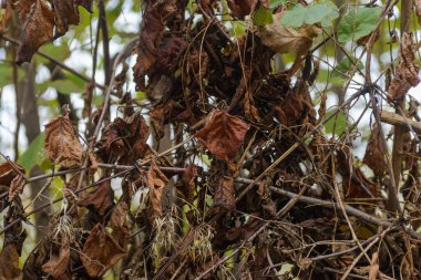 Renk değiştirip ölen yapraklar doğanın kışa hazırlandığının işaretidir.