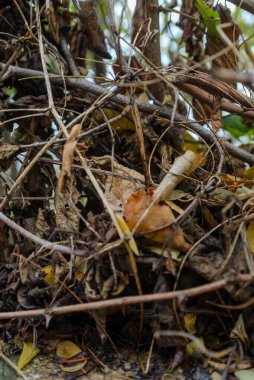 Renk değiştirip ölen yapraklar doğanın kışa hazırlandığının işaretidir.