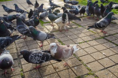 Romanya 'nın Timisoara kentinin merkezinde yayaların oluşturduğu bir bölgede, güneşin altında bir grup güvercin