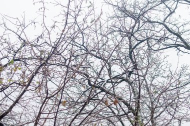 Kasım ayındaki ilk kar yağışının izlerini taşıyan çıplak ağaçlar ve kış beyazı bir gökyüzü.