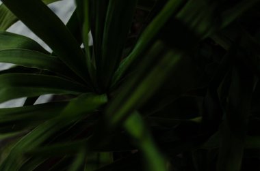 Yucca bitkisinin iç kısımdaki yaprakları.