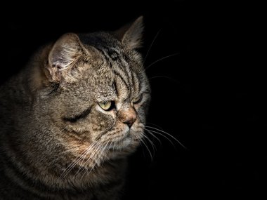 İskoç doğurmak yakın çekim siyah namlu kedi